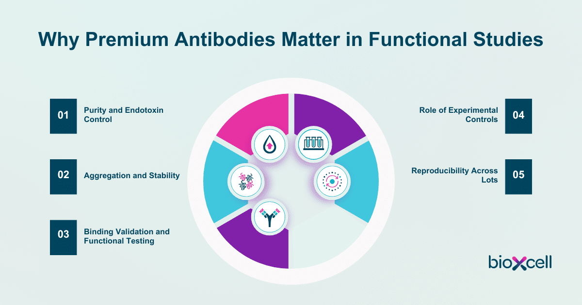 Why Premium Antibodies Matter in Functional Studies