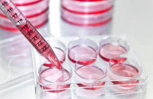Subculture, researcher transfers mammalian cells to fresh medium to expand cell number