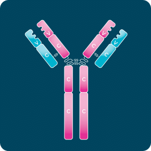 Functional Antibodies