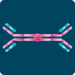 IgA-antibodies
