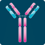 IgD-antibodies
