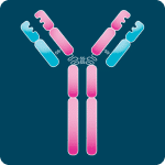 IgG-antibodies