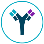 About Multispecific Antibodies